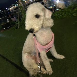 강아지분실실종 울산광역시 울주군
