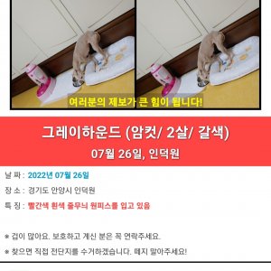 강아지분실실종 경기도 안양시 동안구