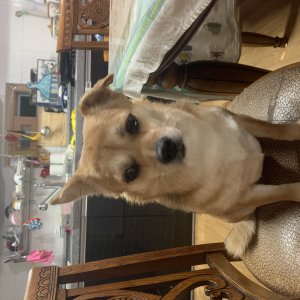 강아지분실실종 울산광역시 중구