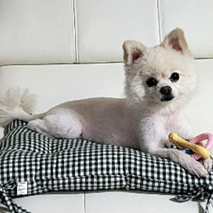 강아지분실실종 전라남도 목포시