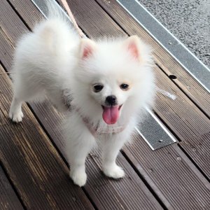 강아지를 찾습니다 포메라니언 서울특별시 중랑구
