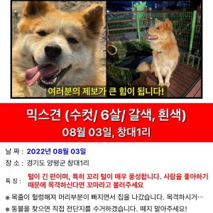 강아지를 찾습니다 기타견종 경기도 양평군