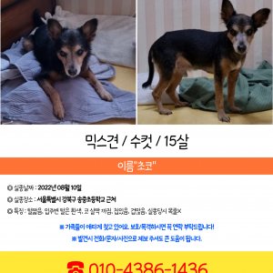강아지분실실종 서울특별시 강북구