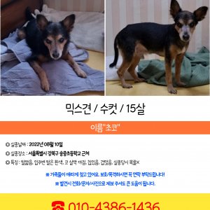 강아지를 찾습니다 믹스견 서울특별시 강북구