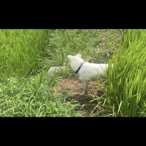 강아지분실실종 울산광역시 울주군