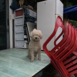 강아지분실실종 강원도 양양군