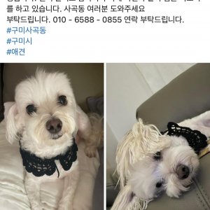 강아지를 찾습니다 말티즈 경상북도 구미시