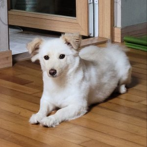 강아지를 찾습니다 믹스견 인천광역시 연수구