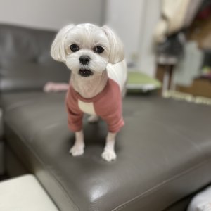 강아지를 찾습니다 믹스견 서울특별시 도봉구
