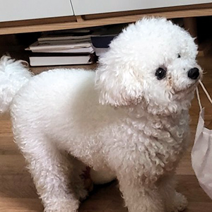 강아지분실실종 경상북도 경주시