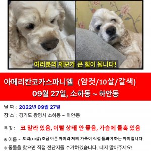 강아지분실실종 경기도 광명시
