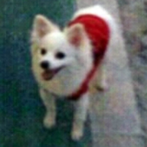 강아지분실실종 경상북도 의성군