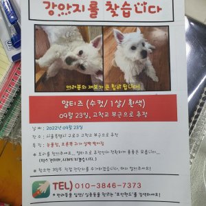 강아지를 찾습니다 강아지 전단지