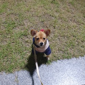 강아지분실실종 대구광역시 달서구