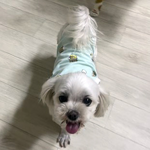 강아지분실실종 경기도 안성시