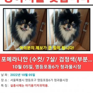 강아지를 찾습니다 강아지 전단지