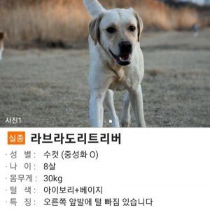 강아지를 찾습니다 래브라도리트리버 충청북도 청주시 청원구