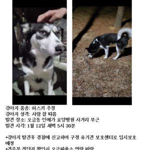 강아지 목격 시베리안허스키 서울특별시 송파구