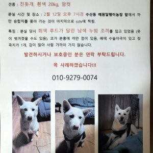 강아지를 찾습니다 진돗개 인천광역시 남동구