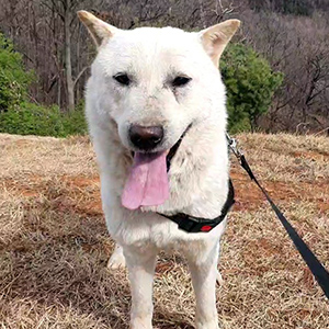 강아지분실실종 경기도 파주시