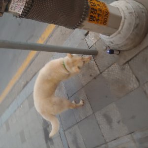 강아지 목격 기타견종 경기도 남양주시