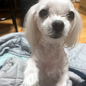 강아지분실실종 서울특별시 성동구