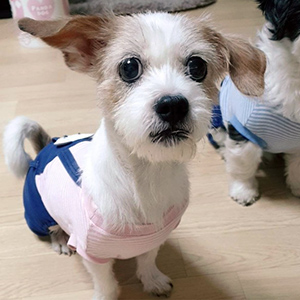 강아지분실실종 믹스견 인천광역시 남동구