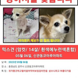 강아지를 찾습니다 기타견종 충청남도 공주시