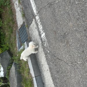 강아지 주인을 찾습니다 비숑프리제 서울특별시 종로구