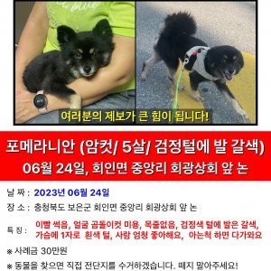 강아지를 찾습니다 포메라니언 충청북도 보은군