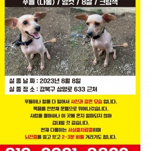 강아지를 찾습니다 믹스견 서울특별시 강북구