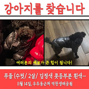 강아지를 찾습니다 푸들/토이푸들 충청남도 당진시