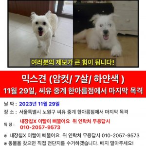 강아지를 찾습니다 믹스견 서울특별시 노원구