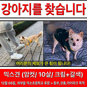 강아지를 찾습니다 믹스견 경기도 남양주시