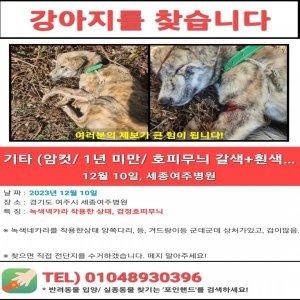 강아지를 찾습니다 믹스견 경기도 여주시