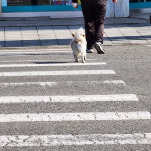 강아지 주인을 찾습니다 기타견종 전라북도 익산시