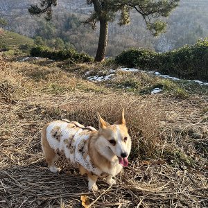 강아지를 찾습니다 웰시코기펨브로크 전라남도 나주시