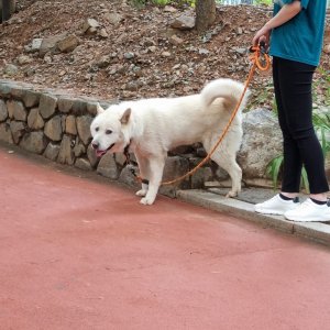 강아지를 찾습니다 풍산개 서울특별시 구로구