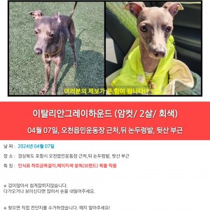 강아지를 찾습니다 그레이하운드/이탈리언그레이하운드 경상북도 포항시 남구