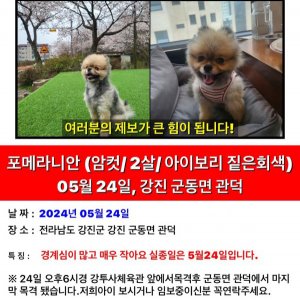 강아지를 찾습니다 포메라니언 전라남도 강진군