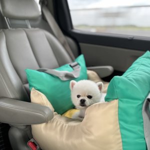 강아지를 찾습니다 포메라니언 전라북도 전주시 완산구