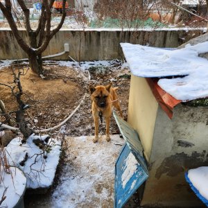 강아지를 찾습니다 믹스견 전라북도 전주시 완산구