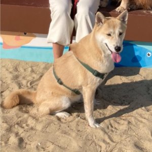강아지를 찾습니다 믹스견 전라남도 보성군