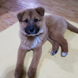 강아지를 찾습니다 믹스견 경기도 남양주시