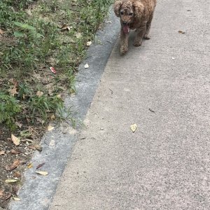 강아지를 찾습니다 푸들/미니어처푸들 대구광역시 달서구
