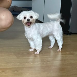 강아지를 찾습니다 말티즈 강원도 원주시