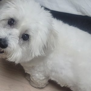 강아지를 찾습니다 코튼드툴리어 전라남도 나주시