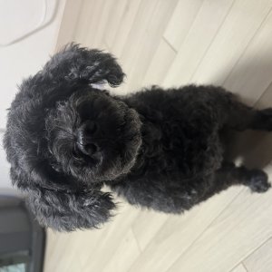 강아지를 찾습니다 푸들/미니어처푸들 서울특별시 노원구