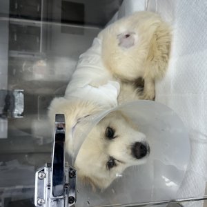 강아지를 찾습니다 기타견종 전라남도 무안군