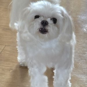 강아지를 찾습니다 강아지 전단지